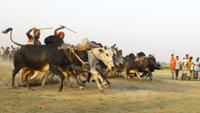cow race